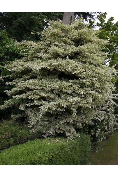 Бруслина японська Альбомаргінатус в ландшафті